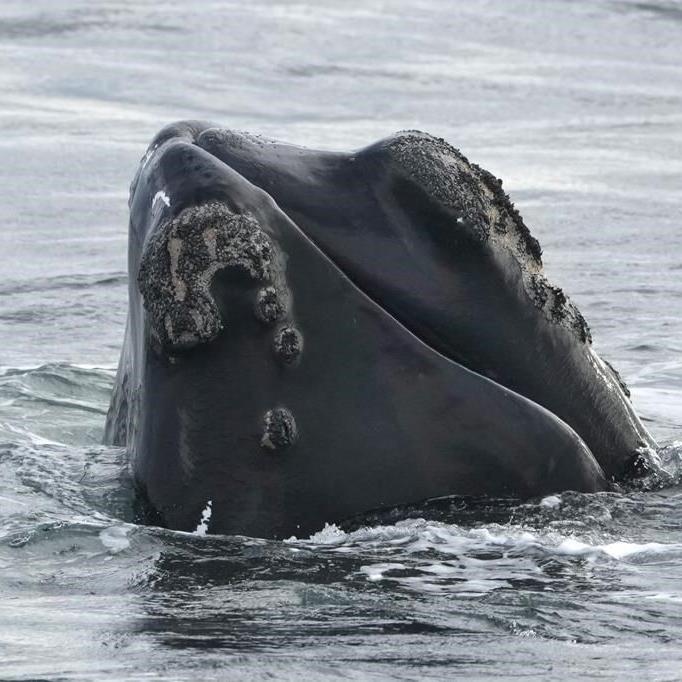 Right whale sighting leads to closure of lobster fishing area off northeastern N.B.